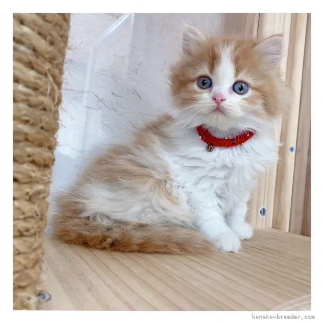 ID：2111-00861の子猫