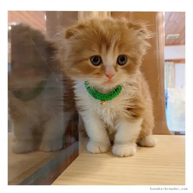 ID：2105-00073の子猫