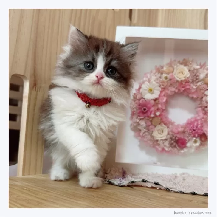 ID：2405-02702の子猫