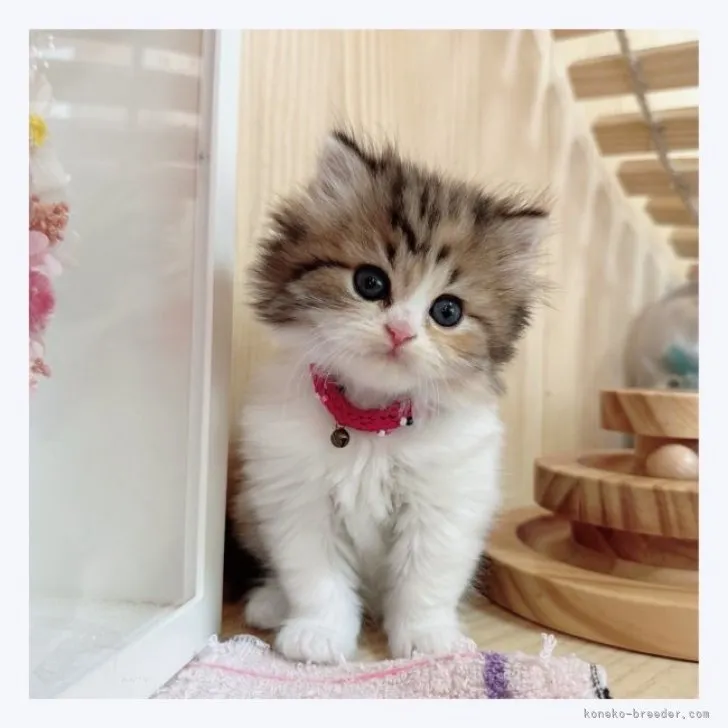 ID：2309-02971の子猫