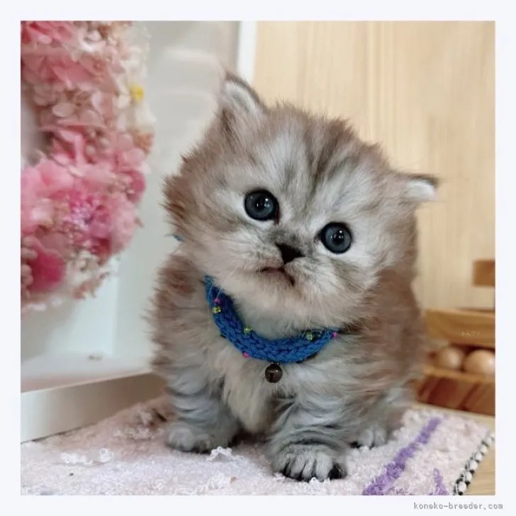 ID：2310-01228の子猫