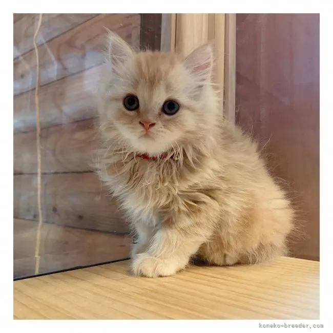 ID：2105-02346の子猫