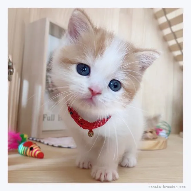 ID：2203-00308の子猫