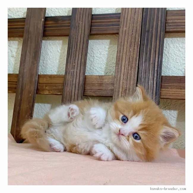 ID：2009-01253の子猫
