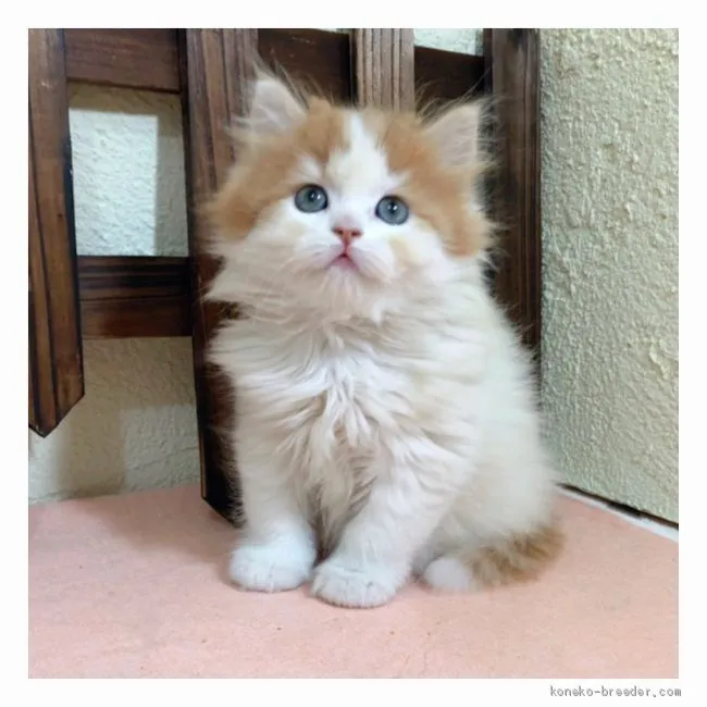 ID:2009-02010の子猫
