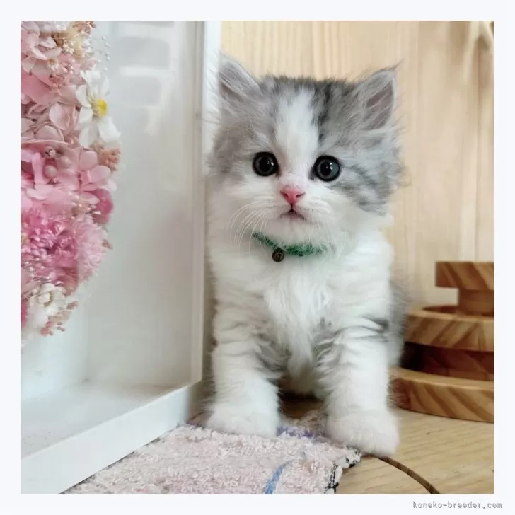 ID:2405-03401の子猫