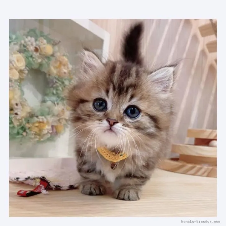 ID：2209-00043の子猫