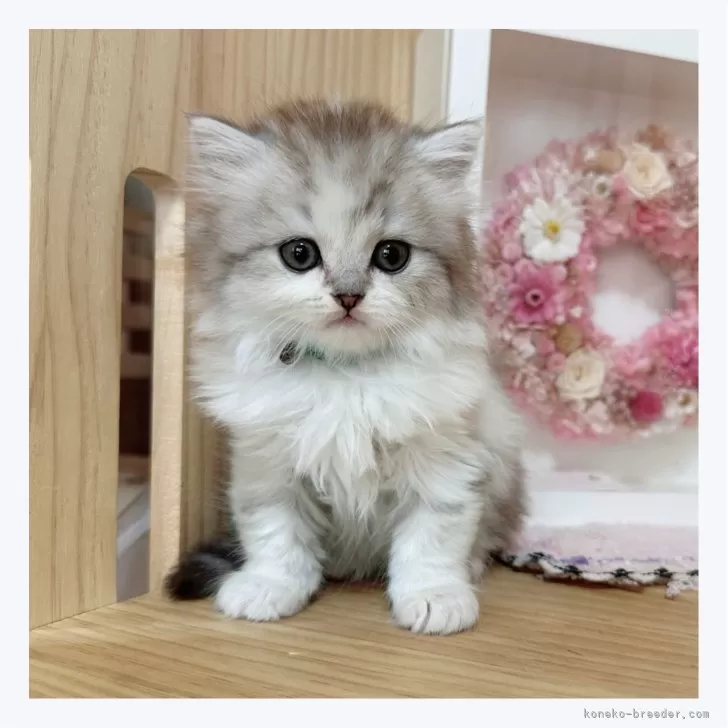 ID:2404-03314の子猫