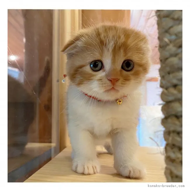 ID：2105-00070の子猫