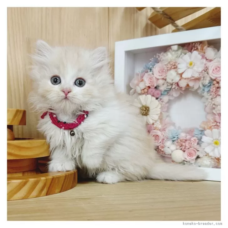 ID：2411-00067の子猫