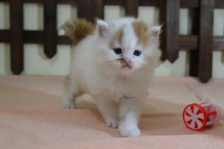 ID:2006-00254の子猫