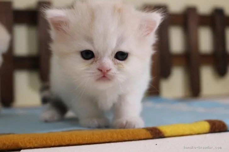ID:2005-01324の子猫