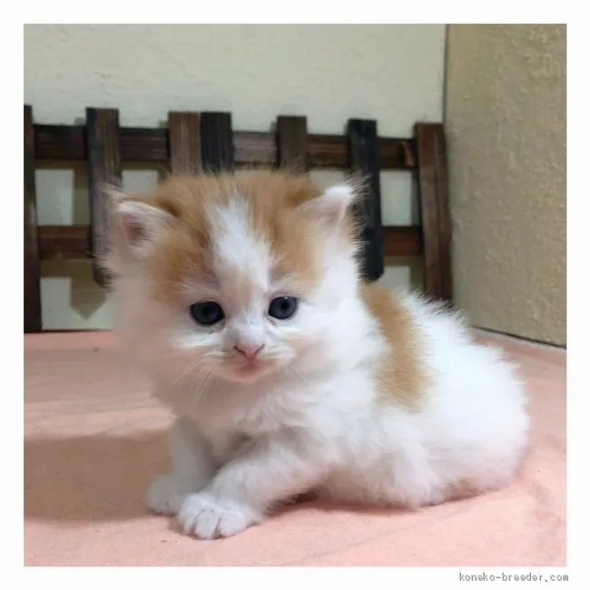 ID:2007-00048の子猫