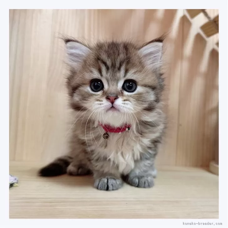 ID:2404-01769の子猫
