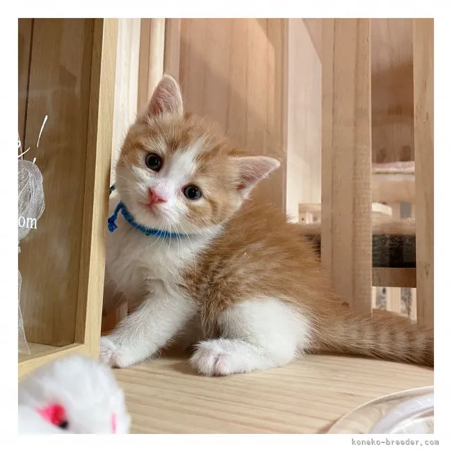 ID：2109-00472の子猫