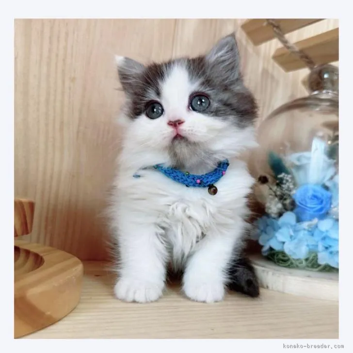 ID：2211-00701の子猫