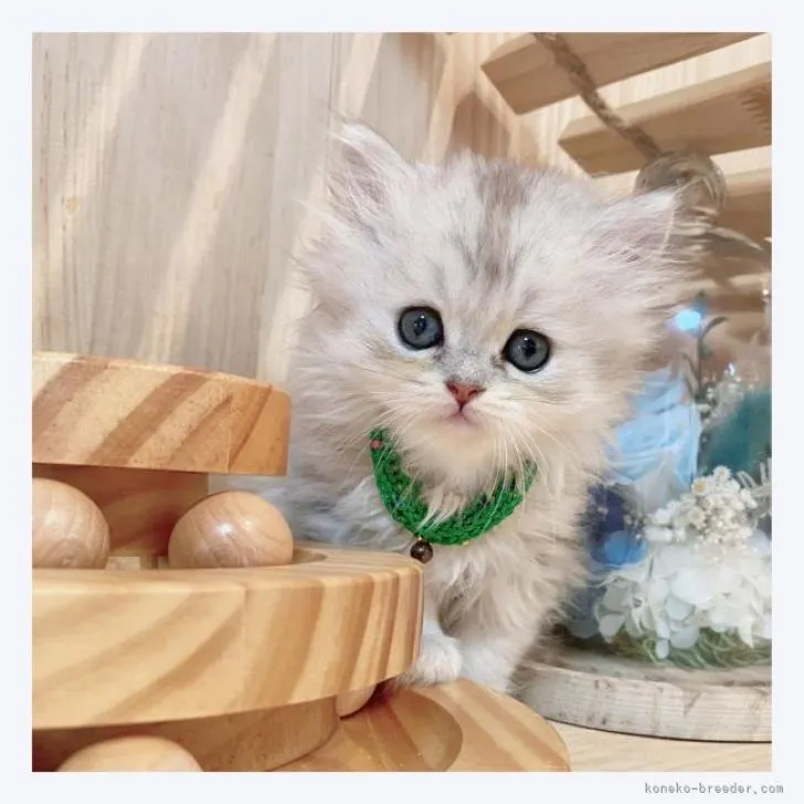 ID：2208-03096の子猫