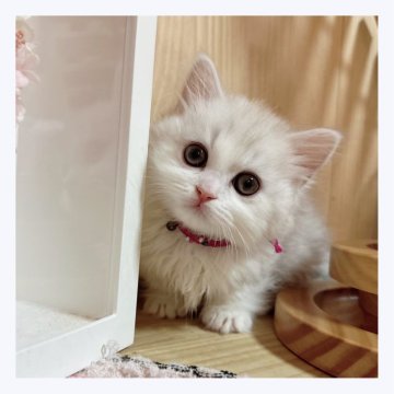 マンチカン(短足)【長野県・男の子・2024年3月14日・シルバータビー&ホワイト】の写真「✨✨美人猫✨✨」
