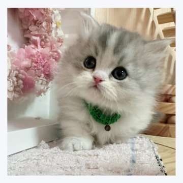 ミヌエット(短足)【長野県・女の子・2023年11月15日・シルバータビー&ホワイト】の写真「💕可愛いお顔の女の子💕」