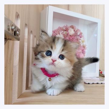 マンチカン(短足)【長野県・女の子・2022年4月15日・ブラウンパッチドタビー&ホワイト】の写真「💓💓可愛い女の子💓💓」