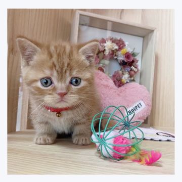マンチカン(短足)【長野県・男の子・2022年2月21日・レッドタビー】の写真「🌟イケメン🌟」