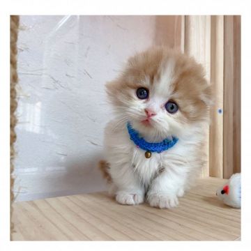 マンチカン(短足)【長野県・男の子・2021年9月30日・レッドタビー&ホワイト】の写真「🌟可愛いお顔の男の子🌟」