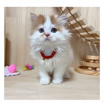 マンチカン(長足)【長野県・女の子・2021年7月29日・レッド&ホワイト】の写真「💓可愛い女の子💓💕」