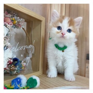 ミヌエット【長野県・男の子・2021年8月5日・レッドタビー&ホワイト】の写真「☆*°可愛いお顔の男の子☆*°」