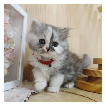 マンチカン(長足)【長野県・女の子・2024年10月8日・シルバーパッチドタビー&ホワイト】の写真「おめ目くりくり女の子💓‪」