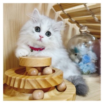 マンチカン(短足)【長野県・女の子・2024年6月30日・シルバータビー&ホワイト】の写真「可愛い女の子🐱💗」