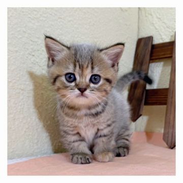 ミヌエット【長野県・女の子・2020年6月19日・ブラウンタビー（ショート）】の写真「クリクリなおめめが可愛らしい女の子です♫」