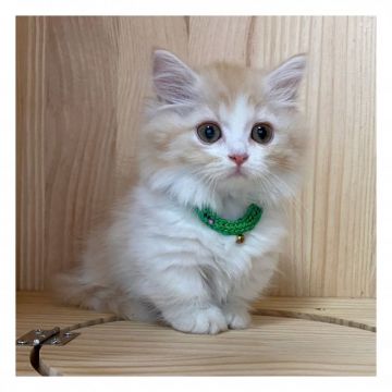 ミヌエット【長野県・女の子・2021年5月26日・クリームタビー&ホワイト】の写真「💕可愛いお目目の女の子💕」