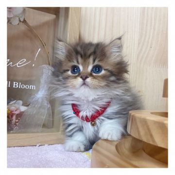 ミヌエット【長野県・男の子・2021年9月2日・ブラウンタビー&ホワイト】の写真「💓可愛いお顔の男の子💓」