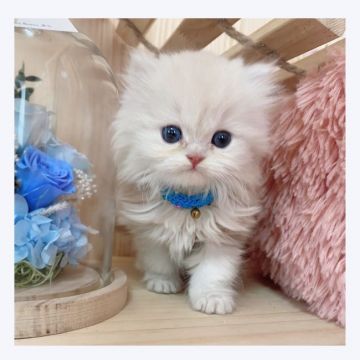 ミヌエット【長野県・男の子・2021年12月25日・クリームタビー】の写真「♡優しいお顔の男の子♡」