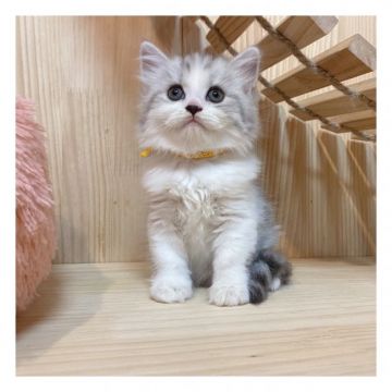 マンチカン(長足)【長野県・男の子・2021年6月10日・シルバータビー&ホワイト】の写真「イケメンくん✨✨」