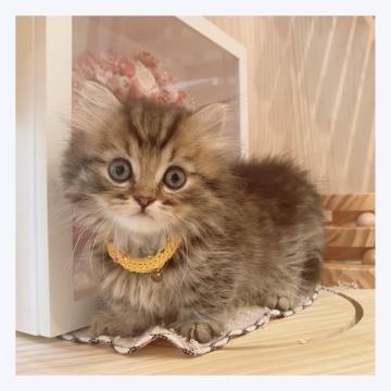 ミヌエット(短足)【長野県・男の子・2022年5月17日・ブラウンタビー】の写真「🌟短足くん🌟」