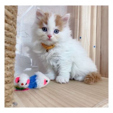 ミヌエット【長野県・女の子・2021年9月20日・レッドタビー&ホワイト】の写真「♡♡可愛い女の子♡♡」