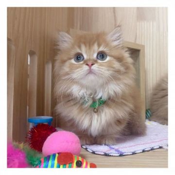 ミヌエット【長野県・男の子・2021年8月14日・レッドタビー】の写真「🌟可愛い男の子🌟」