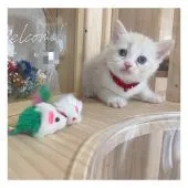 スコティッシュフォールド(立ち耳)【長野県・女の子・2021年8月4日・クリームタビー&ホワイト】の写真1「9/16撮影」