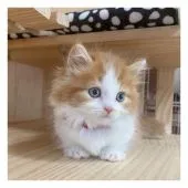 ミヌエット【長野県・男の子・2021年5月14日・レッド&ホワイト】の写真1