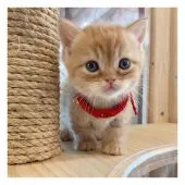 マンチカン(短足)【長野県・男の子・2021年4月7日・レッドタビー】の写真1