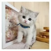 マンチカン(長足)【長野県・男の子・2024年9月29日・シルバータビー&ホワイト】の写真1