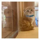 スコティッシュフォールド(折れ耳)【長野県・男の子・2021年5月1日・レッドタビー&ホワイト】の写真1