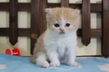 マンチカン(長足)【長野県・男の子・2020年4月12日・レッドタビー&ホワイト】の写真1「5/15撮影」