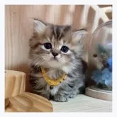 ミヌエット(短足)【長野県・女の子・2023年8月18日・ブラウンタビー】の写真1「10/1撮影」