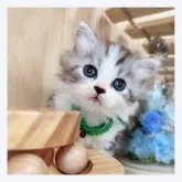 マンチカン(短足)【長野県・男の子・2023年7月20日・ブラウンタビー&ホワイト】の写真1「9/1撮影」