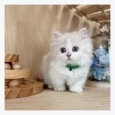 ミヌエット(短足)【長野県・男の子・2024年3月22日・クリーム&ホワイト】の写真1