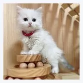 マンチカン(長足)【長野県・女の子・2024年3月14日・キャリコバン】の写真1