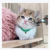 マンチカン(短足)【長野県・女の子・2022年1月10日・ブラウンパッチドタビー&ホワイト】の写真2