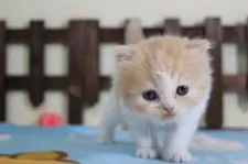 マンチカン(長足)【長野県・男の子・2020年4月12日・レッドタビー&ホワイト】の写真2「5/15撮影」